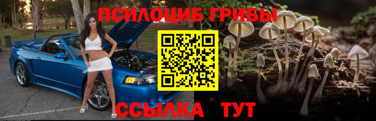Псилоцибиновые грибы Psilocybe Новотроицк